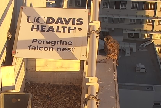 Falcon sitting on the edge of the medical center