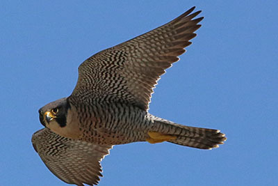 Female peregrine falcon flying over UC Davis Medical Center