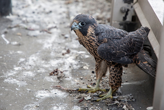 a peregrine falcon sits near its nest