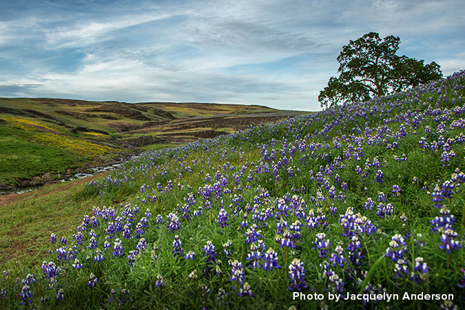 fields and hills of flowers with cloudy blue sky—Photos by Jacquelyn Anderson