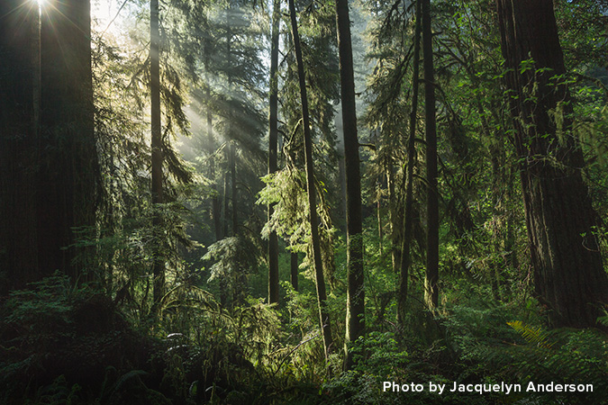 sunrise light streaming through forrest-Photos by Jacquelyn Anderson