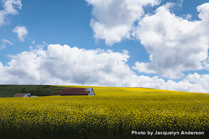 Field of yellow mustard with blue sky and fluffy white clouds-by Jacquelyn Anderson