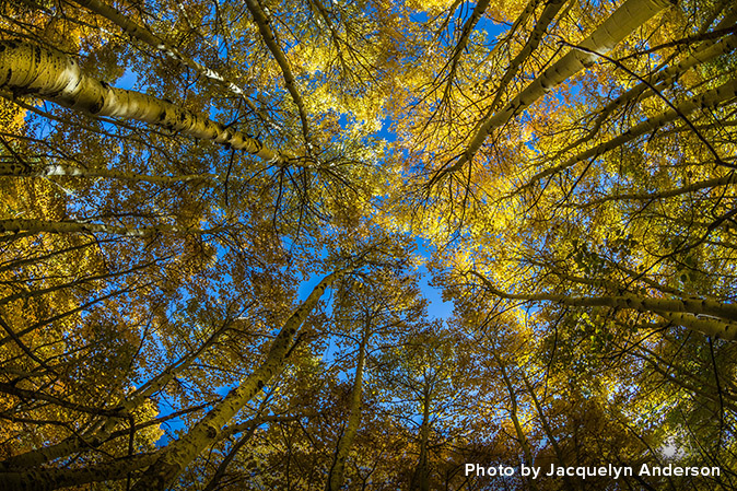 looking up at yellow leaves and blue sky—Photos by Jacquelyn Anderson