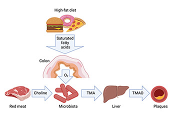 High Fat Diet Chart