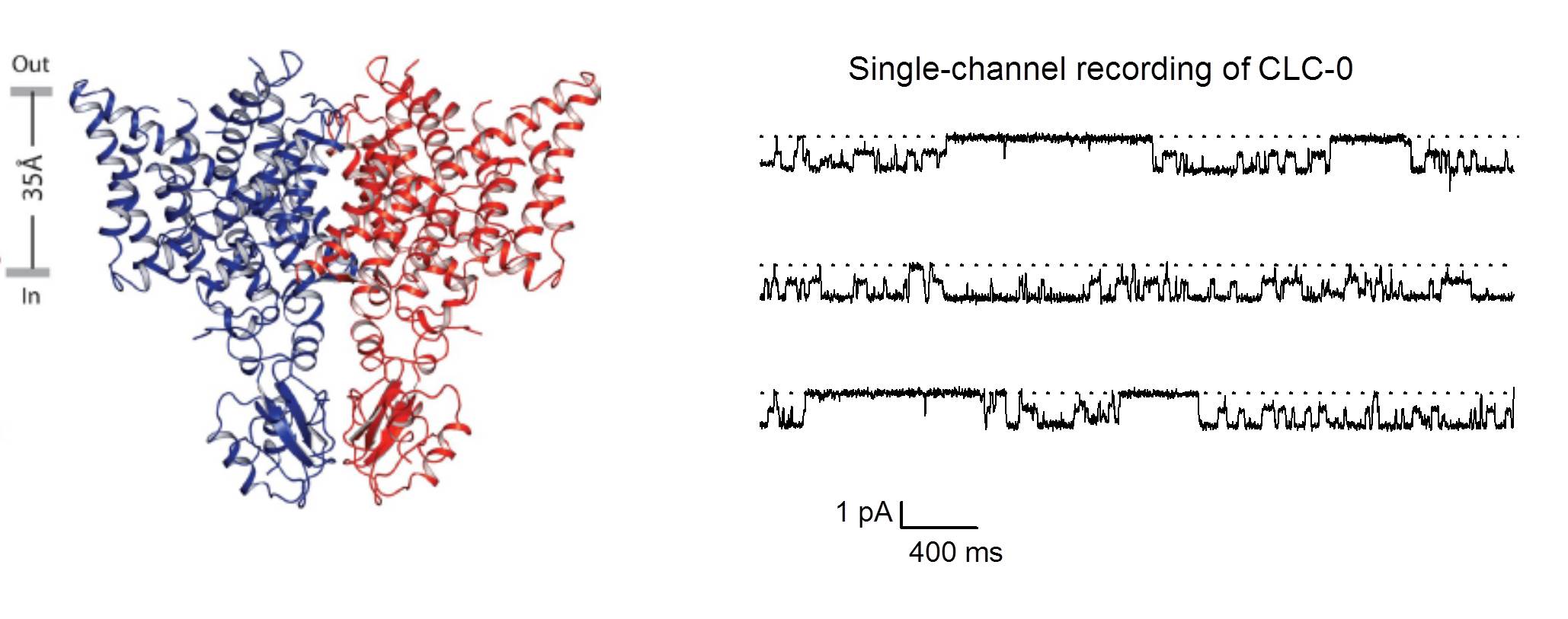 CLC channel structure and recording