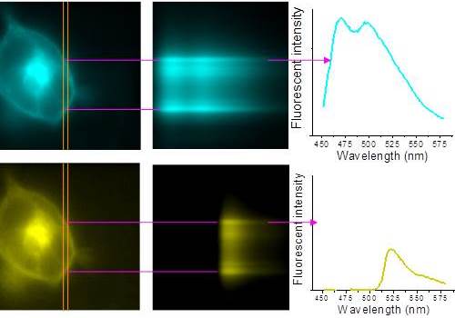 FRET graphs