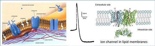 ion channel