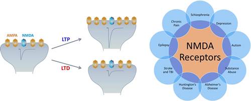 NMDA receptors in synapse development