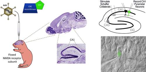 NMDA receptors in knockout mice