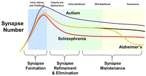 Synapse formation and development chart