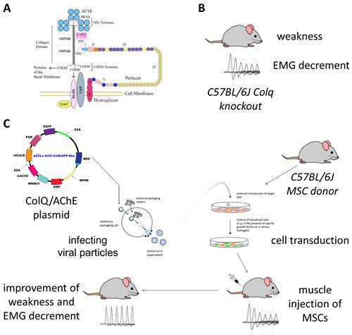 CEAD stem cell treatment