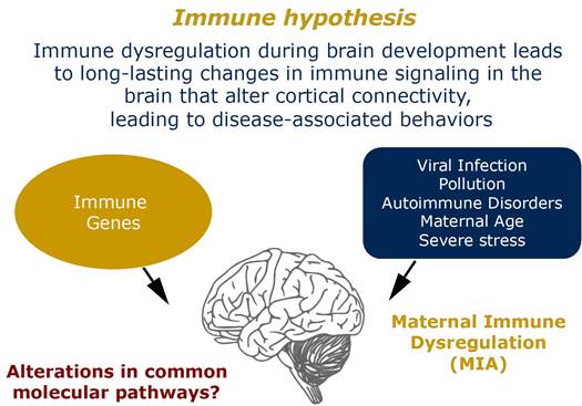 immune hypothesis