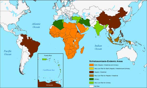 Geographic distribution of schistosomiasis