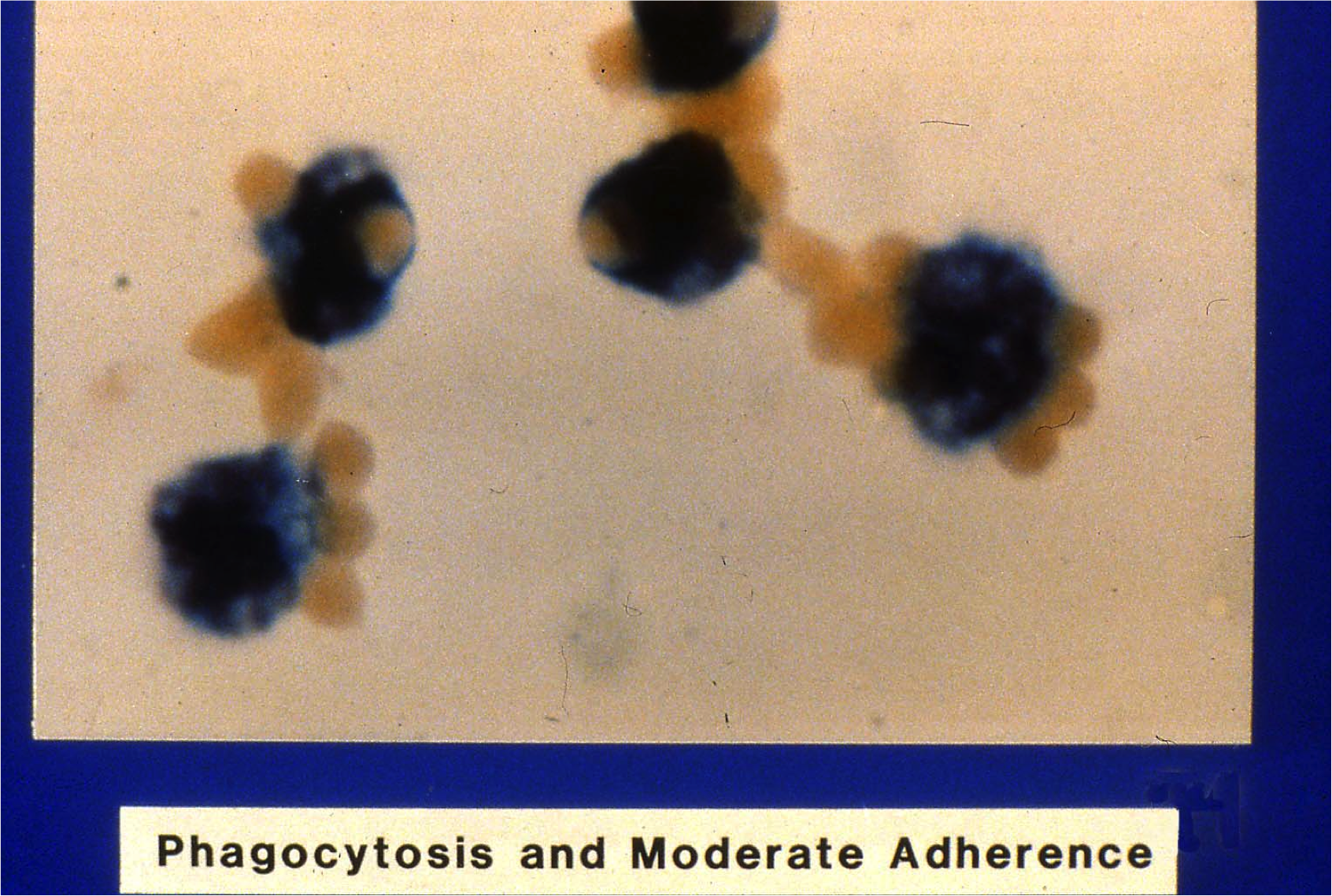Phagocytosis & Moderate Adherence