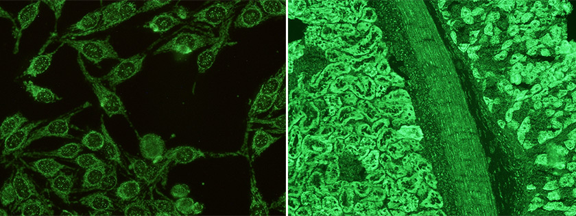 Immunology and Flow Cytometry page banner