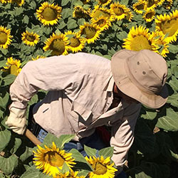farmworker harvesting sunflowers