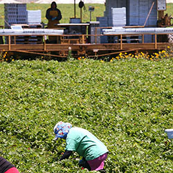 farmworkers harvesting strawberries