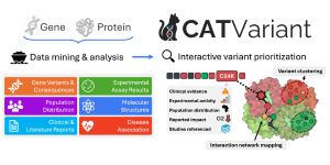 CATVariant graphica abstract