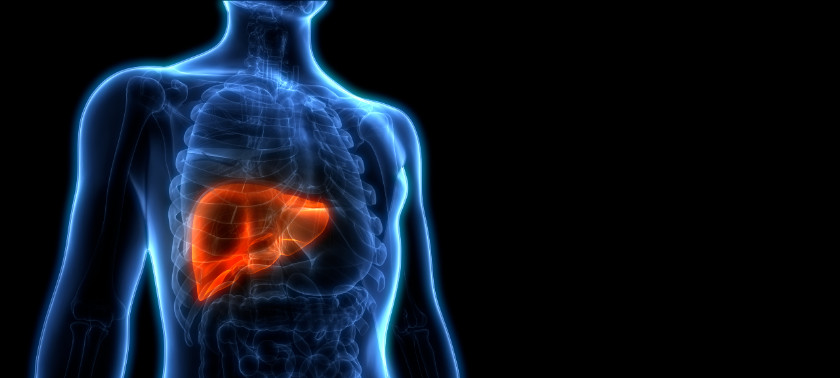 blue 3D image of human body with liver highlighted in orange