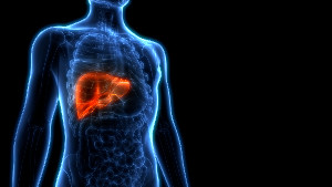 blue 3D image of body with liver featured in orange