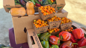 Tomatoes and bell peppers in a brown box