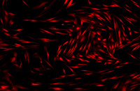 Mesenchymal Stem Cell Core 