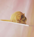 PHOTO -- Onco mouse