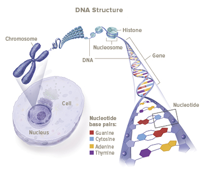 DNA cell structure illustration