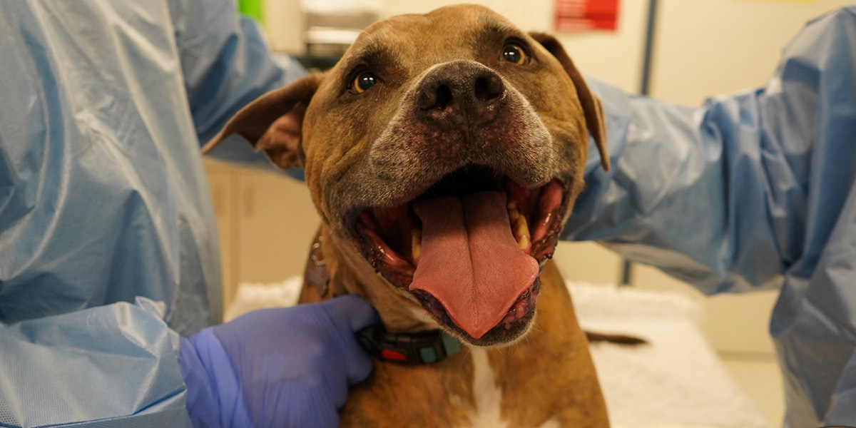 Dog Tyson smiling on an examination table